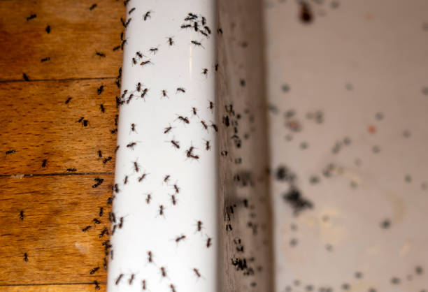 Best Residential Pest Control  in Deerwood, TX
